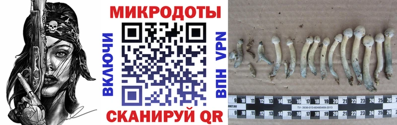 Псилоцибиновые грибы Psilocybine cubensis Выборг